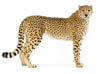 Geparden - En truet dyreart